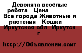 Девонята весёлые ребята › Цена ­ 25 000 - Все города Животные и растения » Кошки   . Иркутская обл.,Иркутск г.